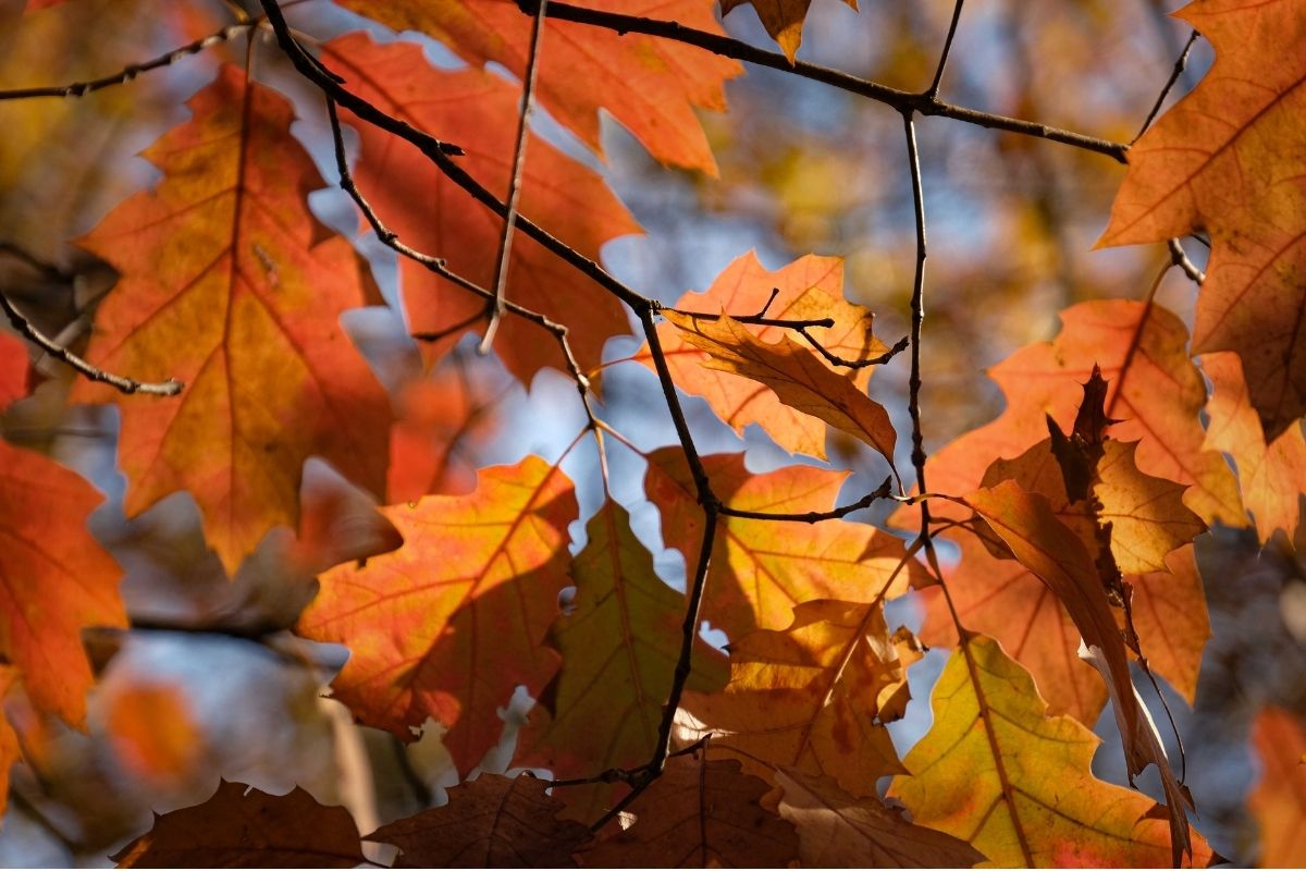 Foliage Veneto 2